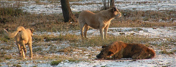 Опасность бродячих собак