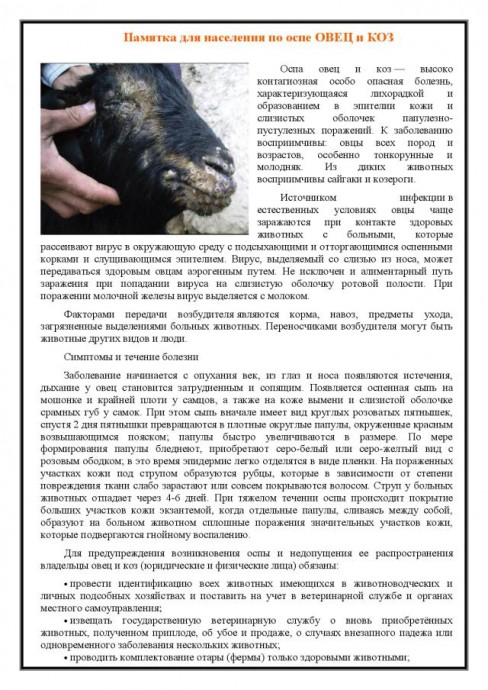 Оспа овец и коз. Памятка для населения
