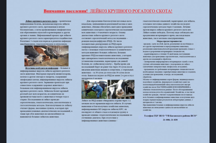 Памятка населению. Лейкоз крупного рогатого скота