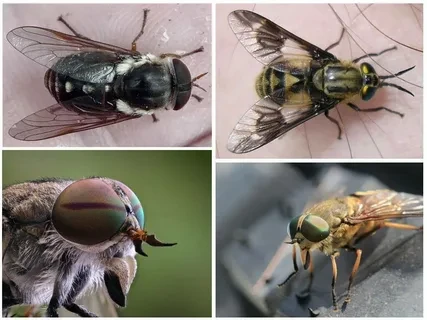 Слепень и овод &ndash; худшие летние враги скотовода