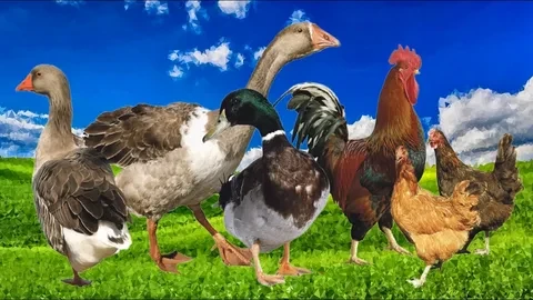 Высокопатогенный грипп птиц