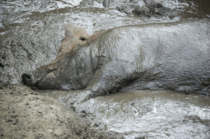За июнь в мире зарегистрировали 349 новых вспышек АЧС.