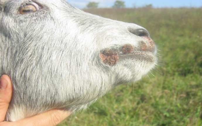 Чума мелких жвачных животных