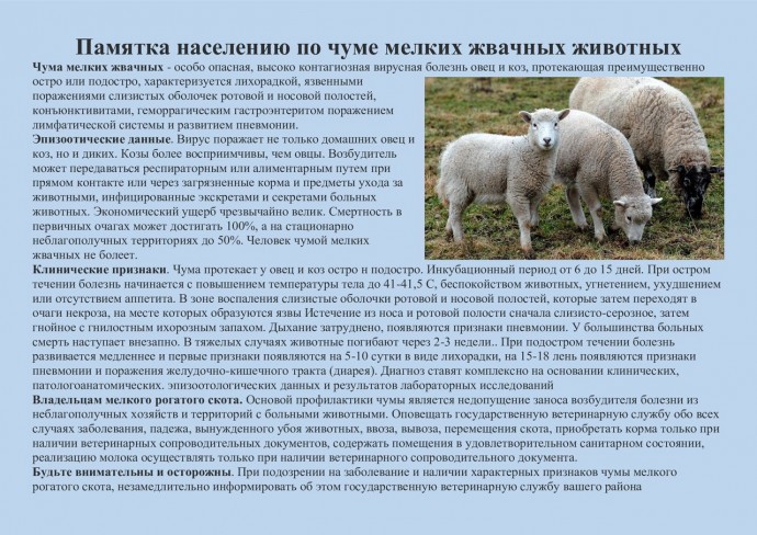 Памятка населению по чуме мелких жвачных животных