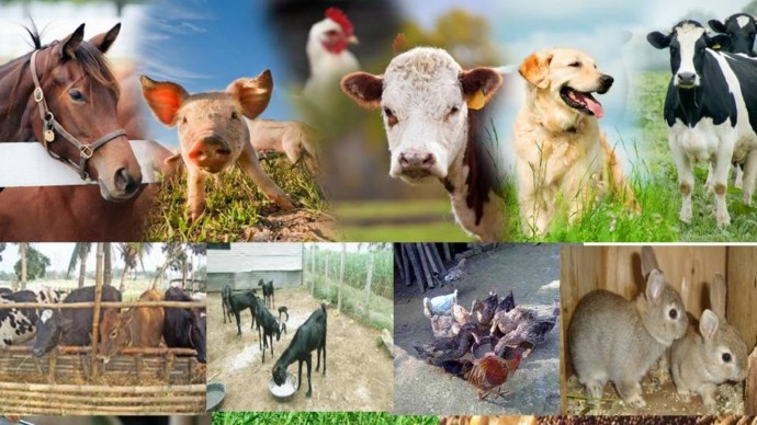 Информация об эпизоотической ситуации в Российской Федерации по состоянию с 19 июня по 25 июня 2023 