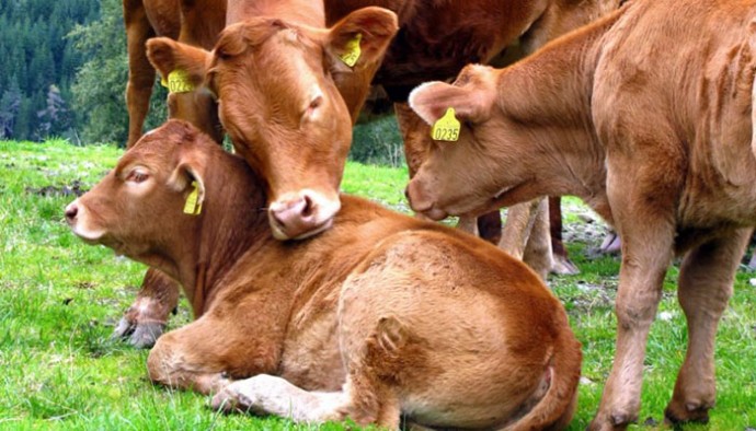 Когда маркировка скота станет обязательной